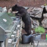 bear at an outdoor grill
