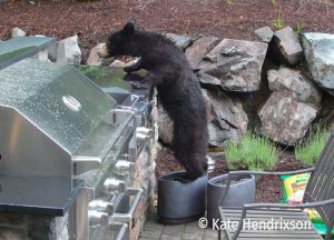 bear at an outdoor grill