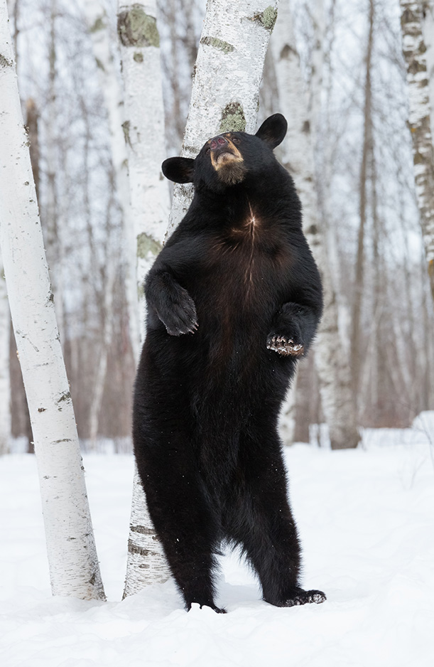 black bear scratching her back on a birch tree (copyright Ken Canning)