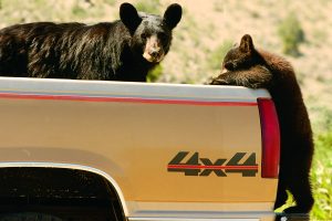 mom-and-cub-going-for-the-trash-in-pickup-mike-fox72dpi