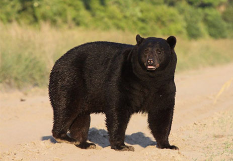 never approach bears