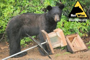notwise-virginia-bear-with-feeder