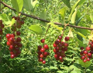 red berries (Minnesota)