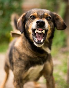 angry dog