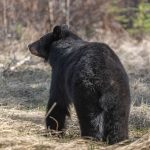 black bear in the springtime, coming out of hibernation