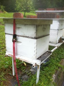 tied-down beehives