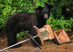 bear raiding a bird feeder