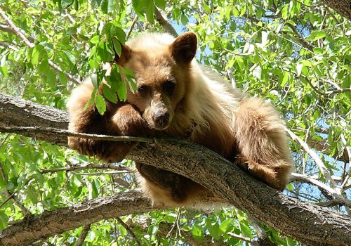 yearling-black-bear-in-tree (NDOW)