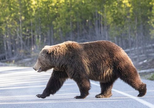 Yellowstone grizzly bear (Jim Peaco, NPS)
