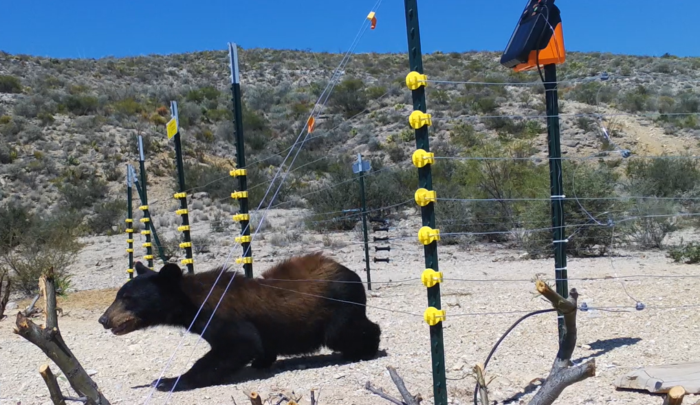 young black bear sneaking under fence