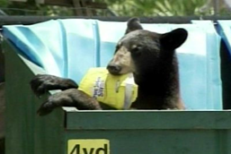 bear in dumpster